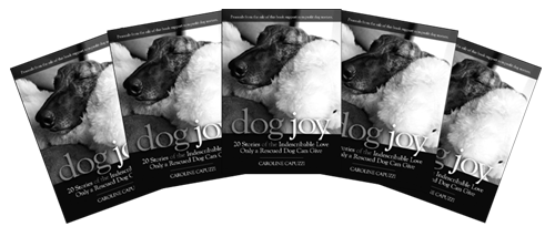 Dog-Joy-five-pack Dog-Joy-five-pack